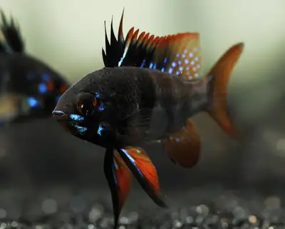 Black Night Ramirezi – Reproducteurs Pure Souche – Élevage Québe, View more