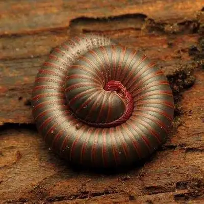 narceus americanus , View more