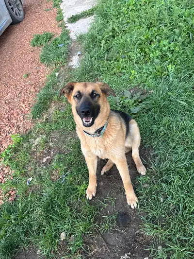 German Shepard x golden retriever and German Shepard corgie mix, View more