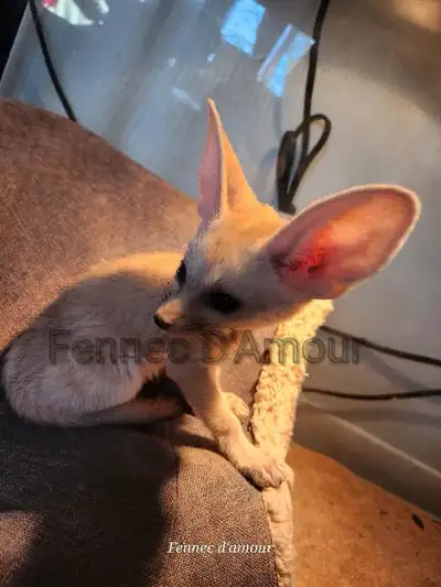 Fennec fox , View more