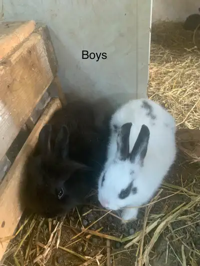 Rabbits for Sale – Various Ages $30 each, View more