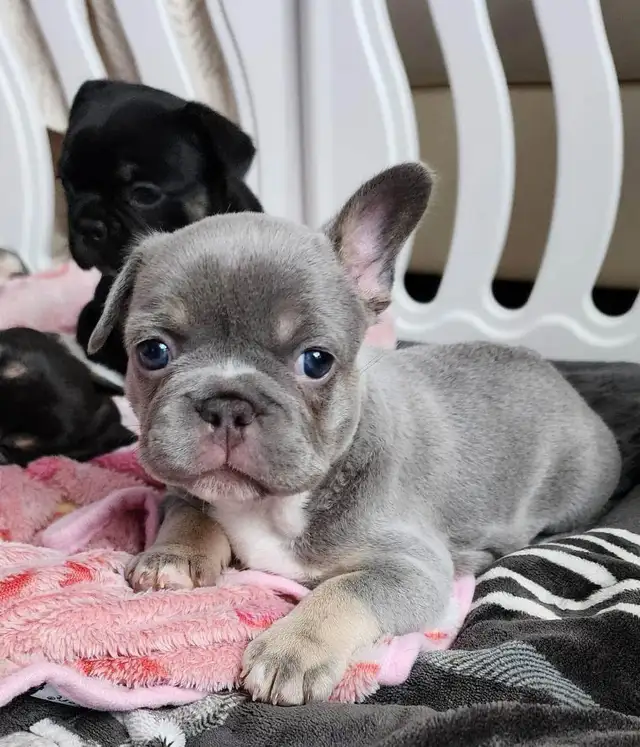 Pawdorabulls French Bulldogs - coming July 6 and July 9!!!! in Dogs & Puppies for Rehoming in Ottawa - Image 8