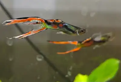 Black Bar Endlers Fish, View more