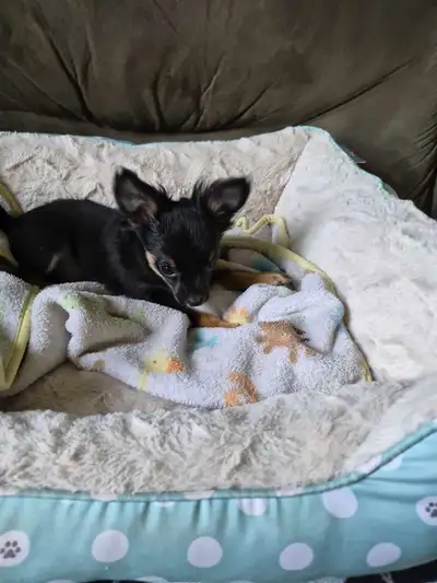 1. 5 month old male chihuahua puppy 1. 5 month old female chihuahua puppy 1000.00 obo First shots Ke...