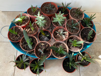 Succulent and cactuses house plants 
