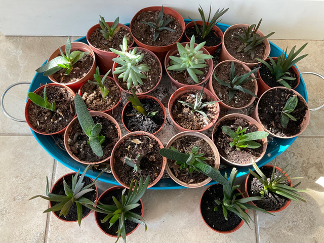 Succulent and cactuses house plants  5 plants for 20$  dans Plantes, engrais et terreaux  à London - Image 3