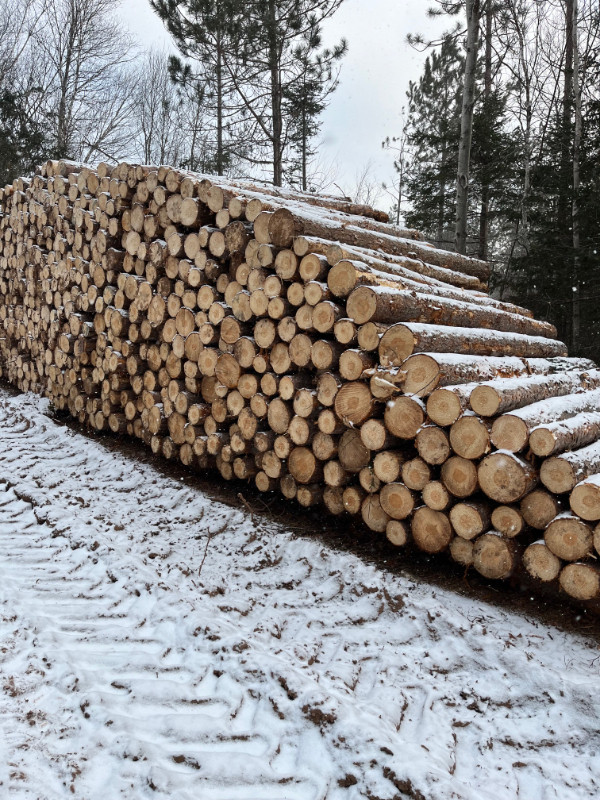Pine sawlogs in Other in Charlottetown