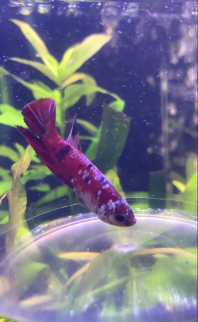 Koi• Betta • Now $20. in Fish for Rehoming in Leamington - Image 4