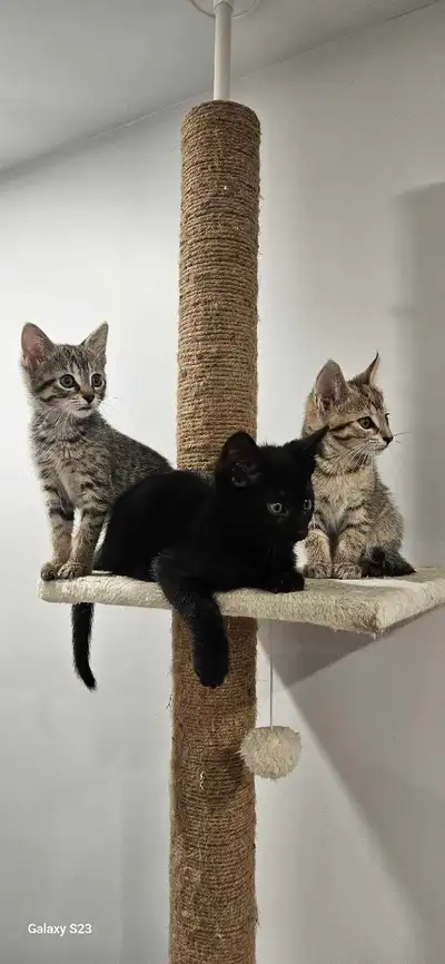 Kittens.2 months., View more