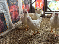 poulettes Chantecler blanche pure a vendre