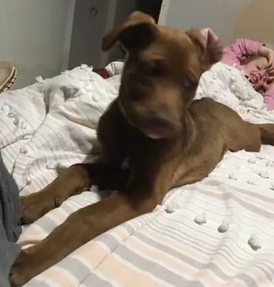 Lost Dog near The Moncton Hospital, View more