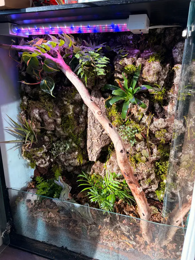 Crested gecko for sale in Reptiles & Amphibians for Rehoming in North Shore - Image 4