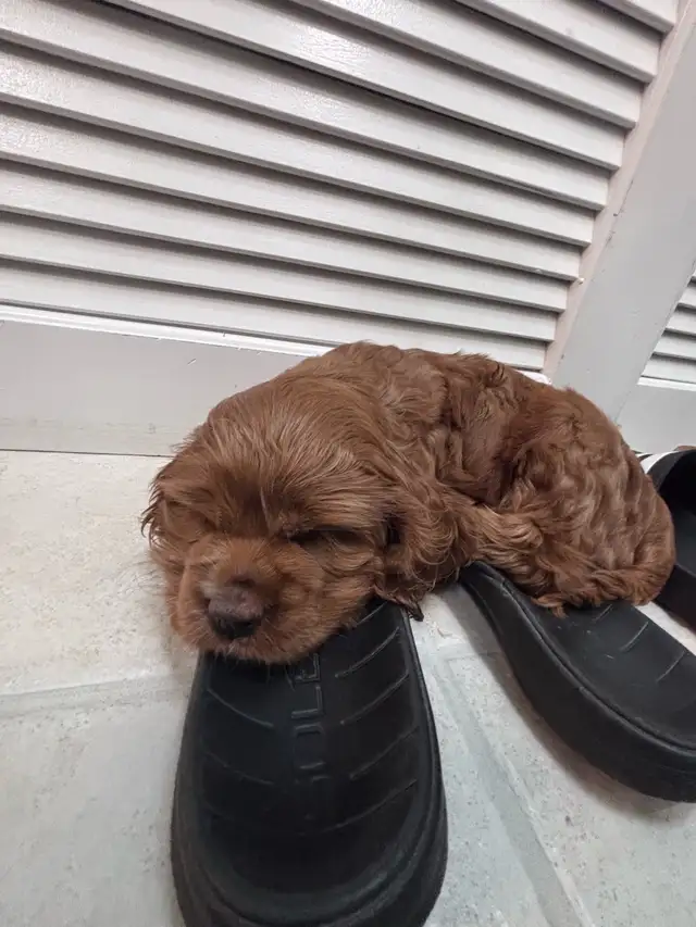 Cockapoo puppy | Dogs & Puppies for Rehoming | Delta/Surrey/Langley ...