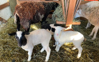 Katahdin/ Dorper lambs and adult ewes