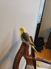 This is Tookie, family bird up for adoption