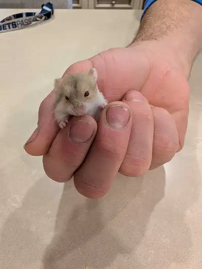 Dwarf Baby Hamsters, View more