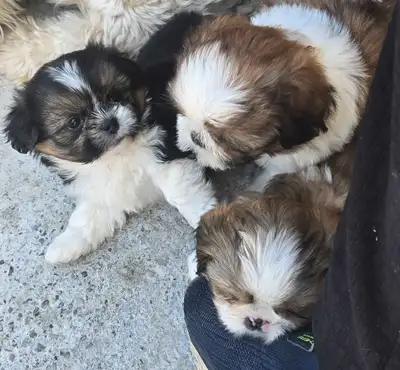 Adorable Full Shih Tzu Puppies NO Deposit required, View more
