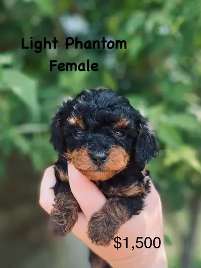 Toy Poodle Puppies ( only 3 left ) ready in 1.5 weeks, View more