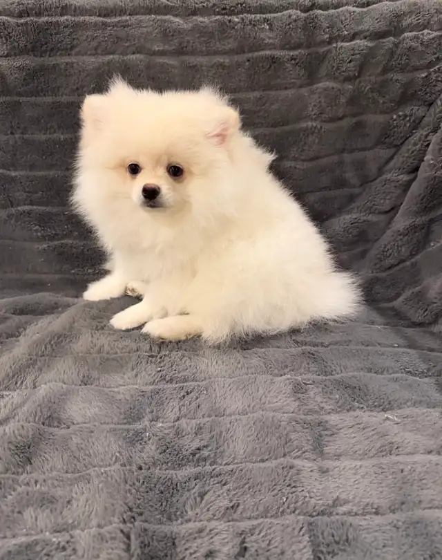 Pomeranian puppy in Dogs & Puppies for Rehoming in Richmond - Image 4