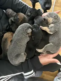 Labrador mix puppies