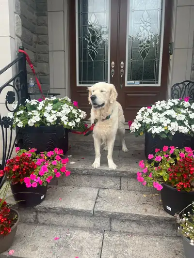 Golden retriever, View more