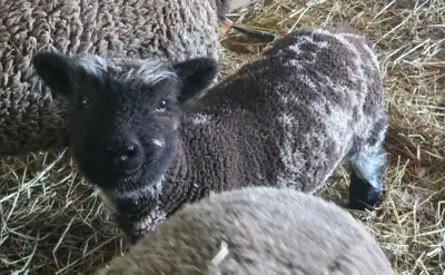 Spotted Babydoll Ram Lamb, View more