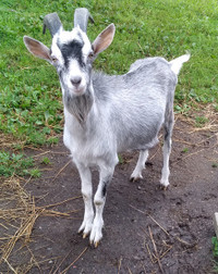 Goat Buck for sale