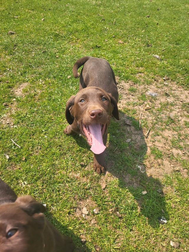 Chocolate Lab Puppies Dogs & Puppies for Rehoming Truro Kijiji