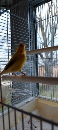 Male canary with cage