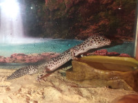 Gecko léopard Femelle avec terrarium et son équipement