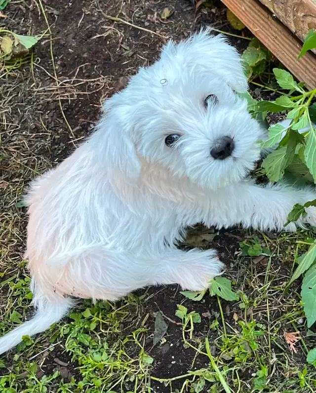 1 male - Miniature Schnauzer puppy in Dogs & Puppies for Rehoming in Ottawa - Image 6