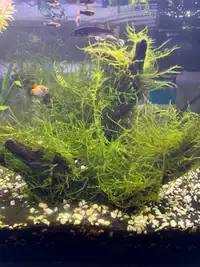 Flame moss - aquarium plant