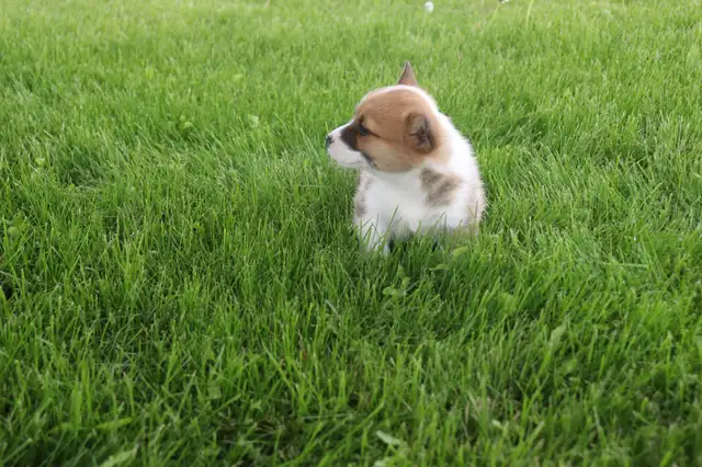 Two CKC Registered Female Pembroke Welsh Corgi Pups Available in Dogs & Puppies for Rehoming in Sarnia - Image 5