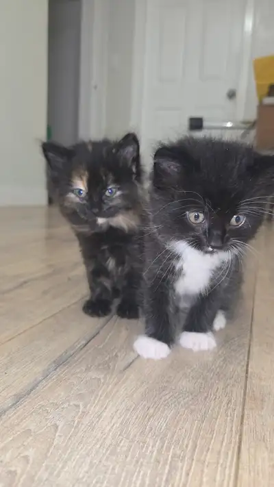Kittens for sale, View more