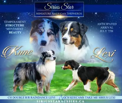 Beautiful, brilliant, athletic and highly trainable puppies expected in early July. The Miniature Am...