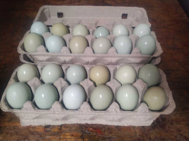 Purebred BBS wheaten Ameraucana hatching eggs in Livestock in Comox / Courtenay / Cumberland - Image 3