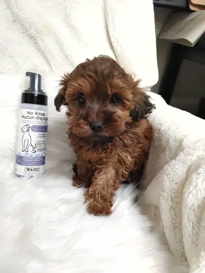 Super cute Maltese poodle puppies. nonshedding. hypoallergenic, View more