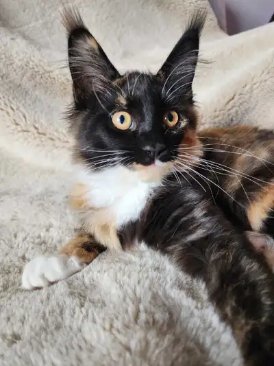Purebred, TICA Registered, Maine Coon Kitten For Sale!, View more