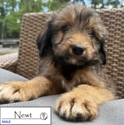 TOLLERDOODLE PUPPIES, View more