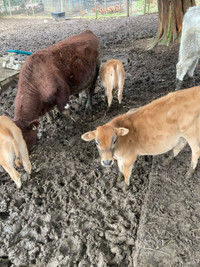 Jersey steer calf