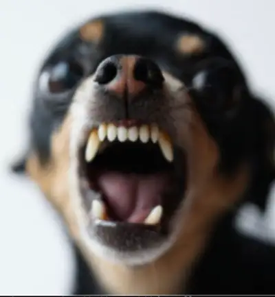 Dog Trainer, View more