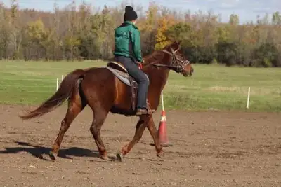 Horse boarding, View more