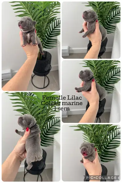 frenchie  / bouledogue français, View more