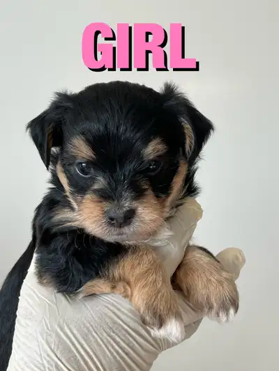 Puppies (Maltese x Yorkie) Available July 12 - (2 puppies left!), View more
