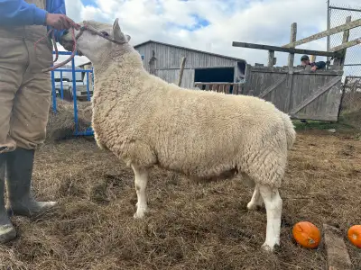 north country ram for sale , View more