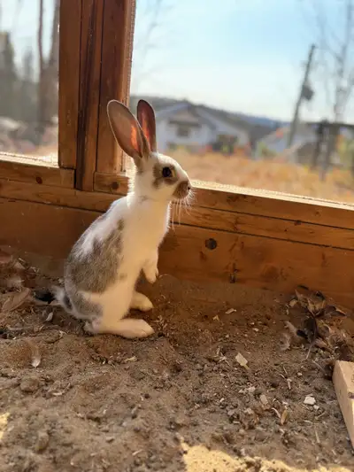 Petits Géants des Flandres – prêts pour leur nouvelle famille 4 lapins géants des Flandres (3 garçon...