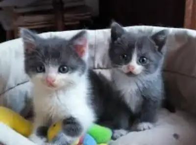 Chaton de 2 mois, View more