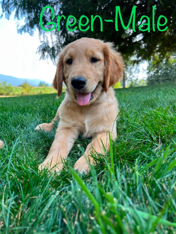 ONE BEAUTIFUL PUREBRED GOLDEN RETREIVER Dogs & Puppies for Rehoming