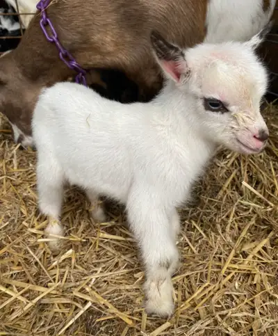 Registered Nigerian Dwarf Buckling , View more