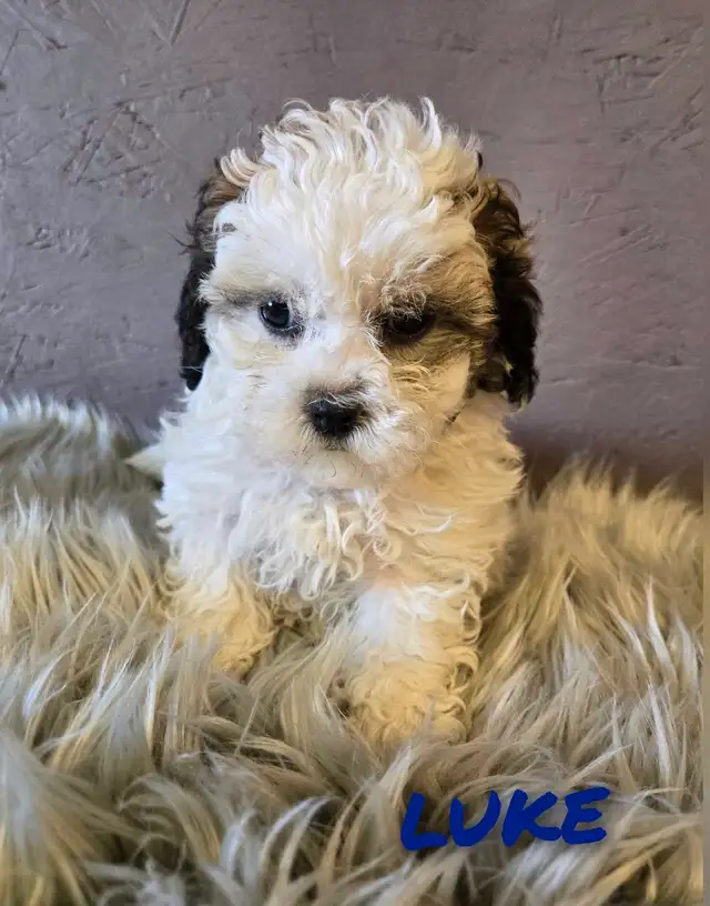 BEAUTIFUL SHIHPOO PUPPIES in Dogs & Puppies for Rehoming in Edmonton - Image 3